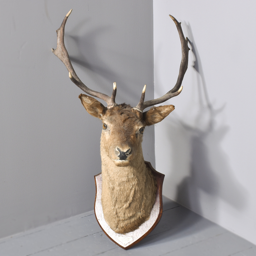Antique A Mounted Red Deer Head. 