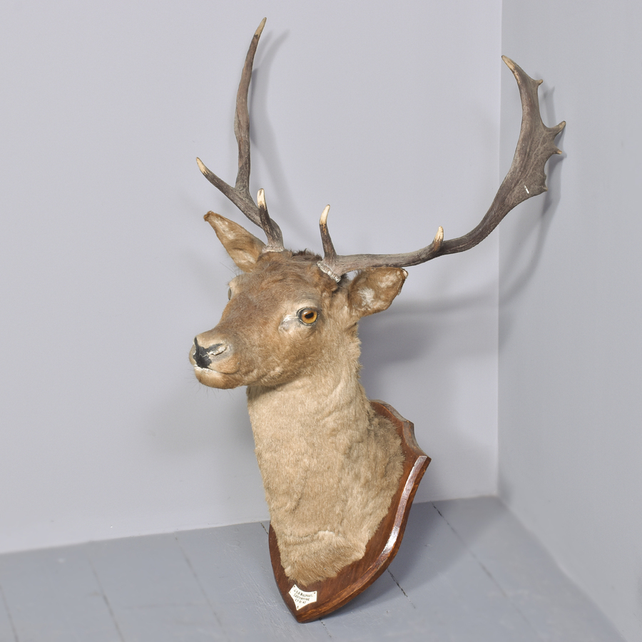 Antique A Mounted Red Deer Head. 