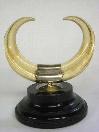 Mounted Boar Tusks