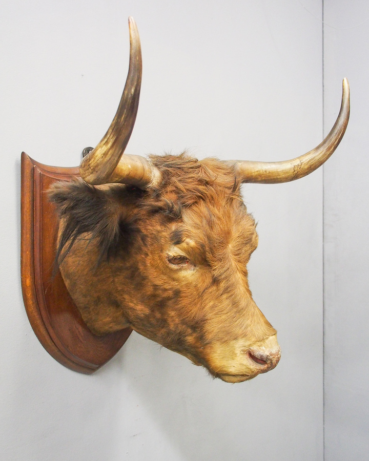 Antique Mounted Highland Cow Head With Painted Glass Eyes 
