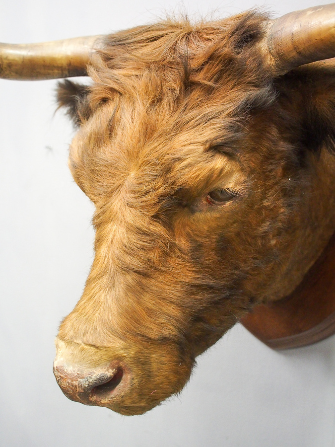 Antique Mounted Highland Cow Head With Painted Glass Eyes 