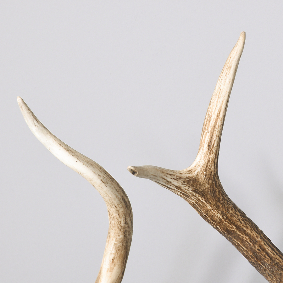 Antique 6 Pairs of Mounted Antlers