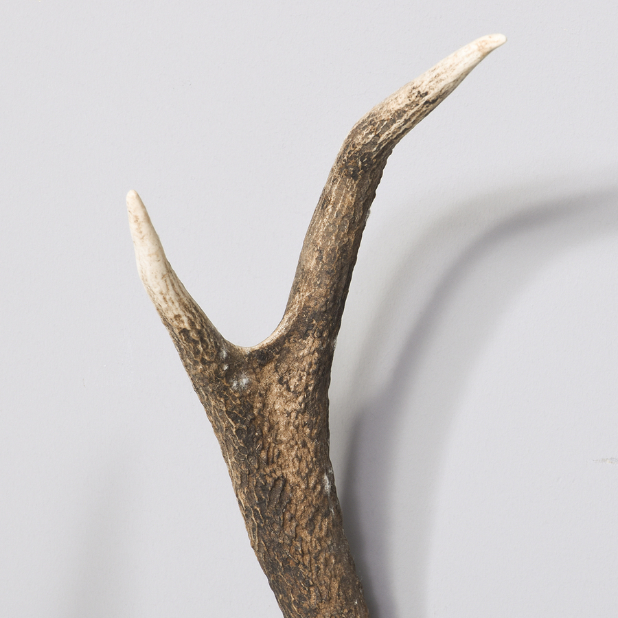 Antique 6 Pairs of Mounted Antlers