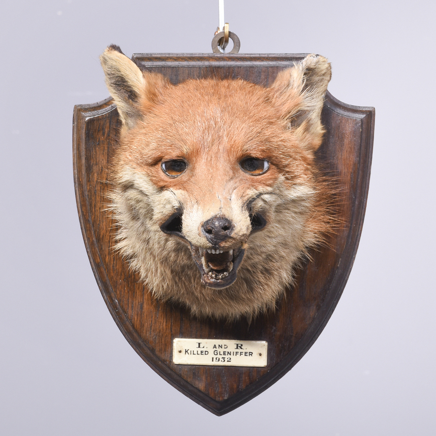 Antique Mounted Fox Head (2)
