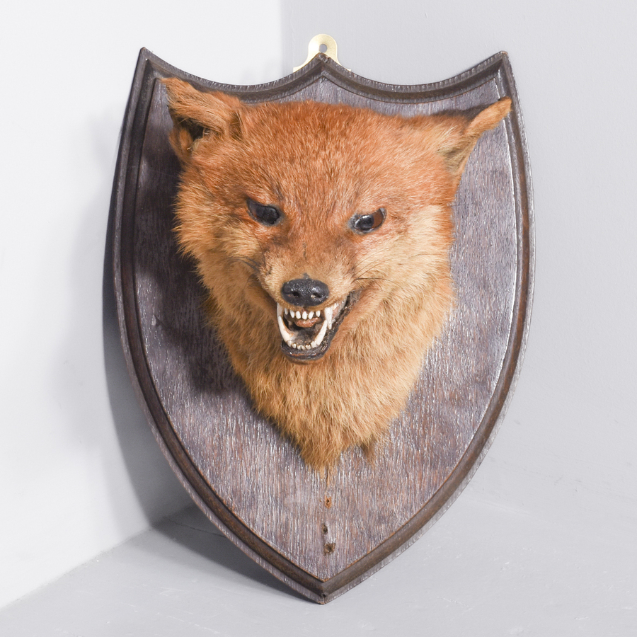 Mounted Fox Head (3)