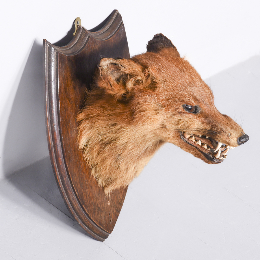 Antique Mounted Fox Head (3)
