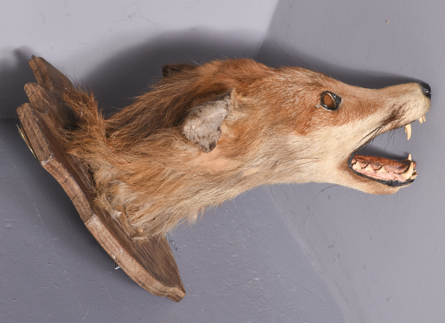 Antique Mounted Fox Head (4)