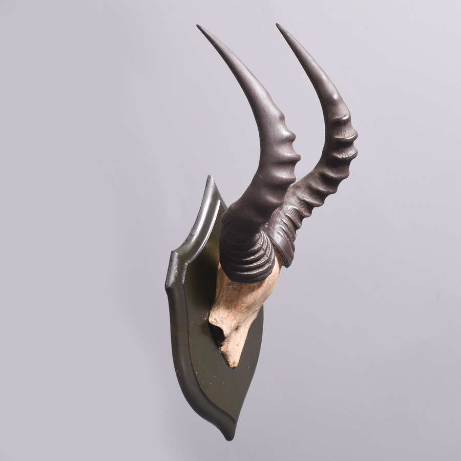 Antique Rare Haartebeest Mounted Skull and Horns on an Ebonized Shield by Roland Ward