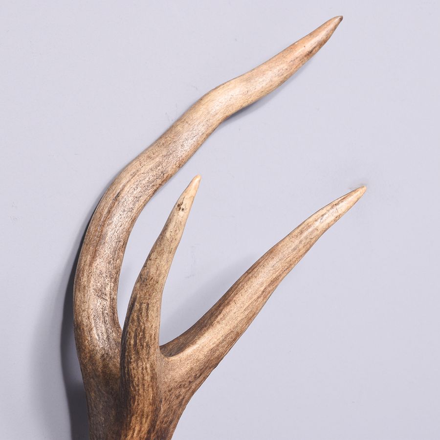 Antique Set of large 11-point red deer stag antlers in excellent condition