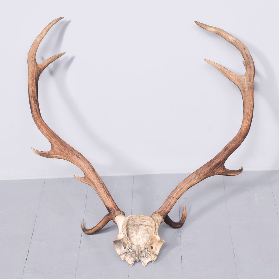 Antique Set of large 11-point red deer stag antlers in excellent condition