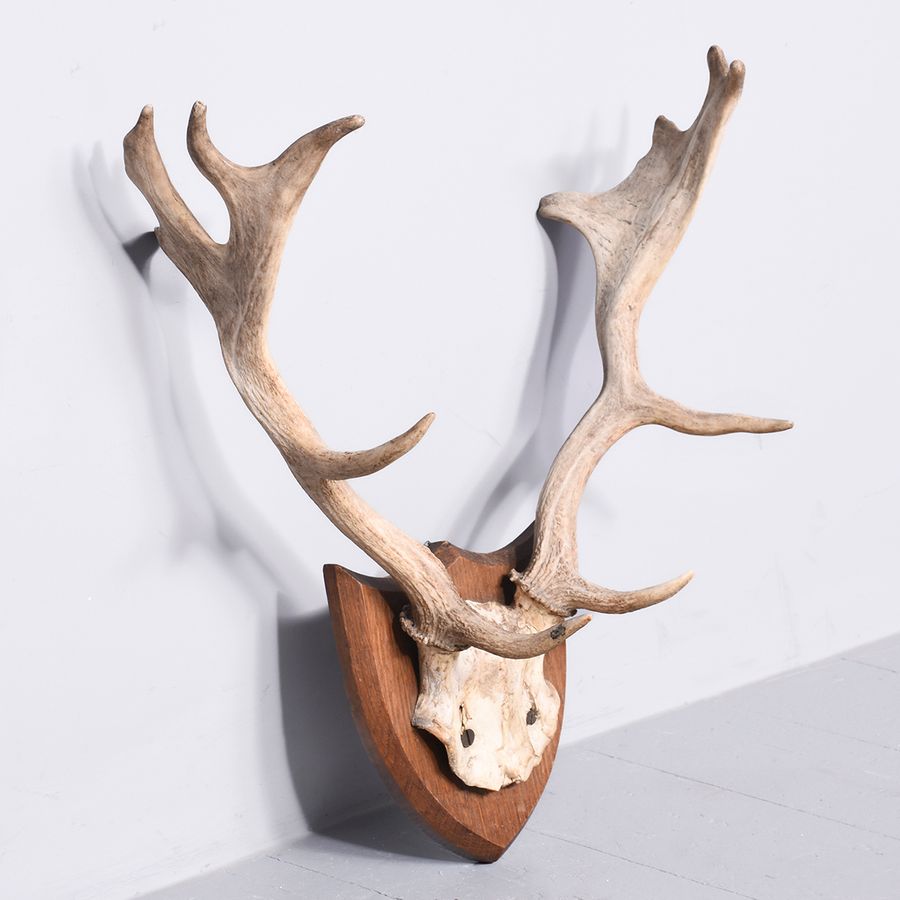 Antique Mounted Set of European Fallow Stag Antlers With 10 Points on a Heraldic Oak Shield