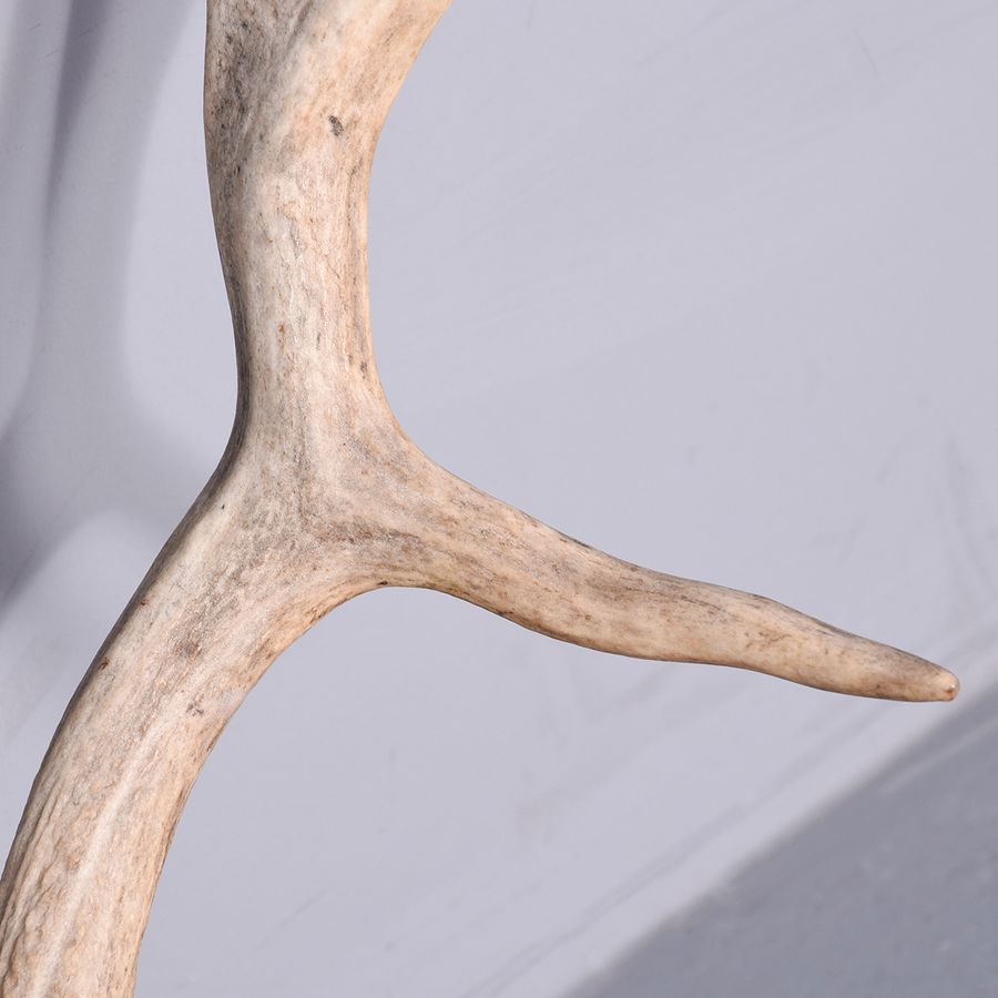 Antique Mounted Set of European Fallow Stag Antlers With 10 Points on a Heraldic Oak Shield