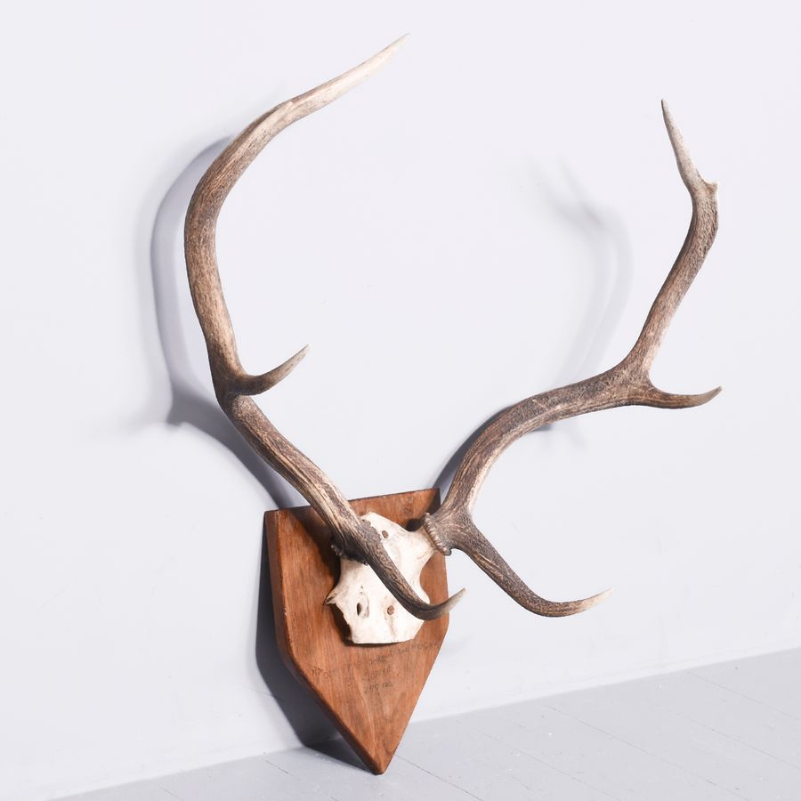 Antique Set of 6 Point Mounted Red Deer Antlers with on a Heraldic Oak Shield