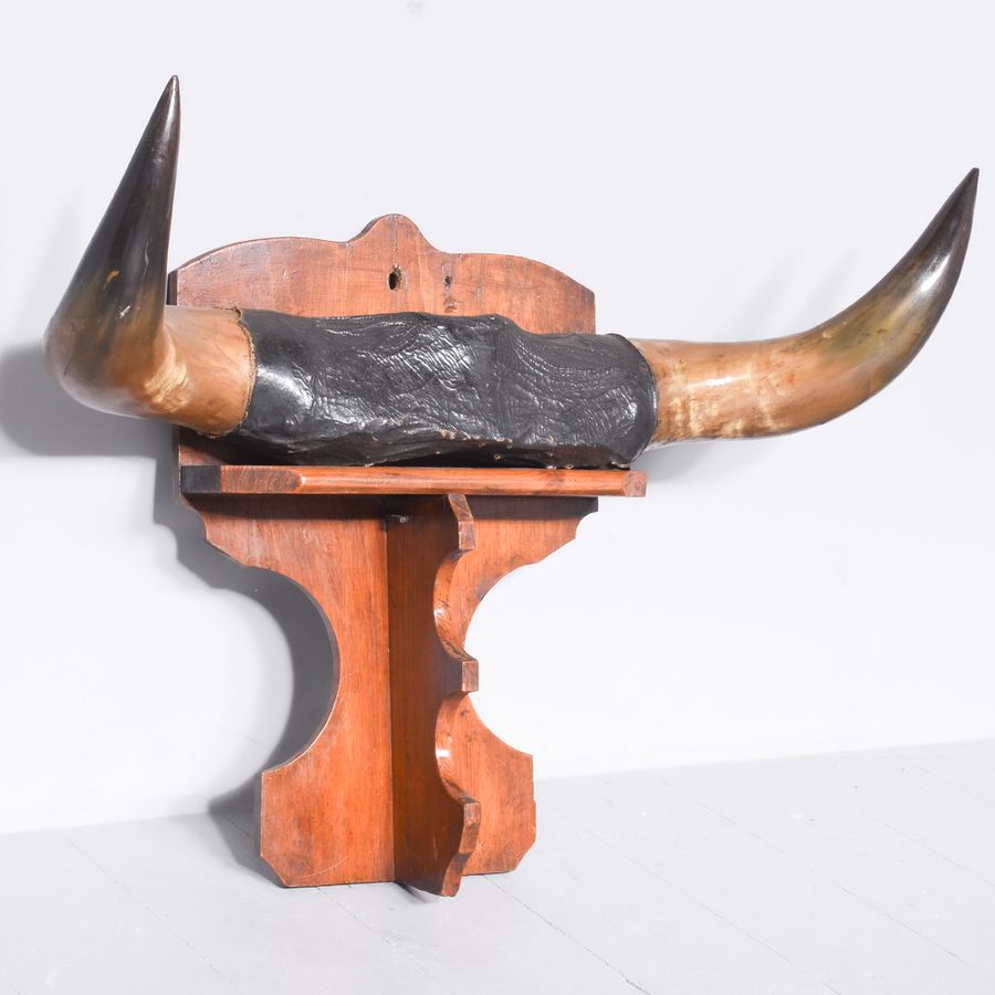 Antique Mounted Bovine Horns