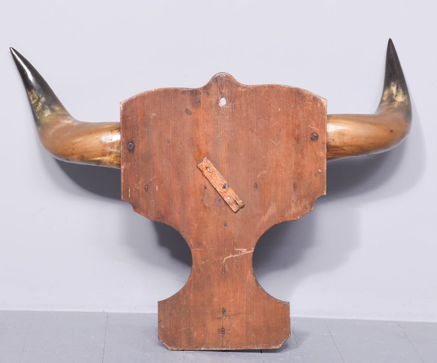 Antique Mounted Bovine Horns