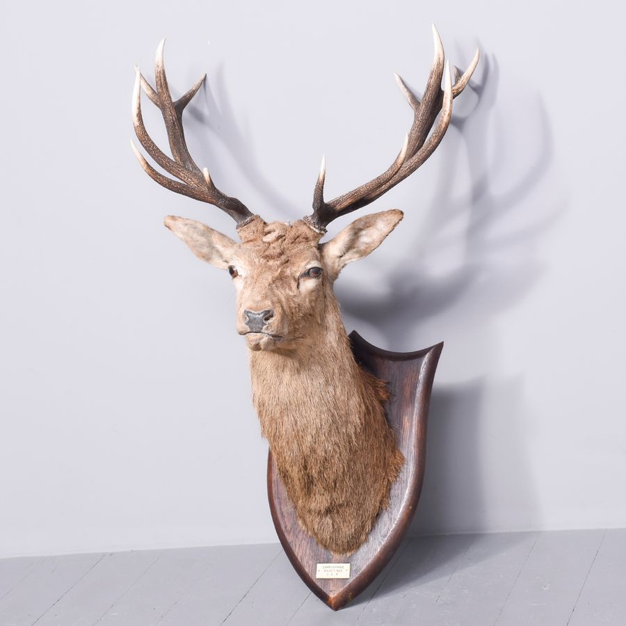 Antique Large Taxidermy Red Deer Stag Head with a Royal (12 Point) Set of Antlers on a Heraldic Mahogany Shield