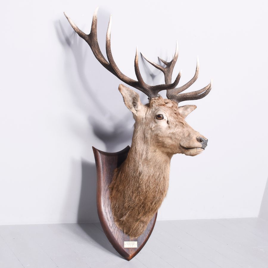 Antique Large Taxidermy Red Deer Stag Head with a Royal (12 Point) Set of Antlers on a Heraldic Mahogany Shield