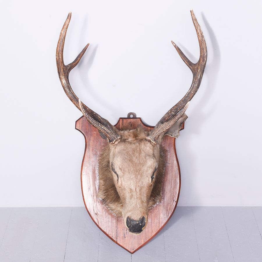 Large Taxidermy Red Deer Stag Head With 6-Point Antlers, Mounted on a Large Mahogany Shield