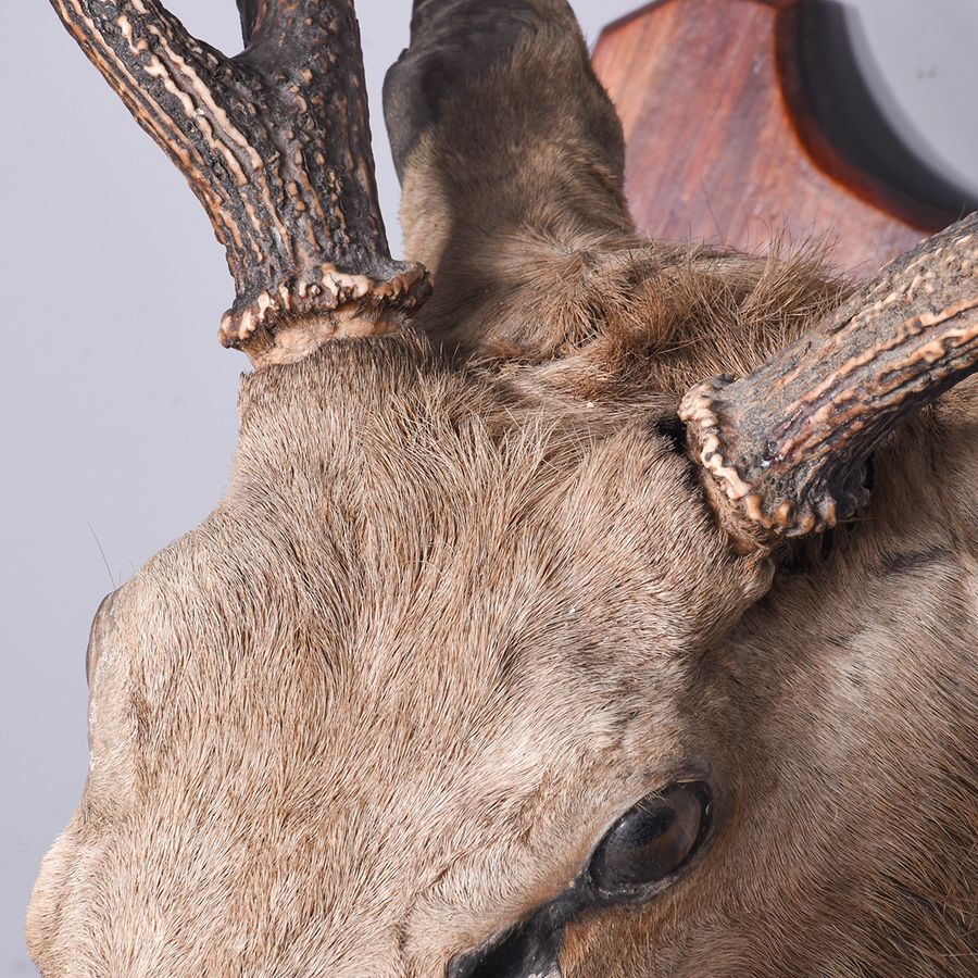 Antique Large Taxidermy Red Deer Stag Head With 6-Point Antlers, Mounted on a Large Mahogany Shield
