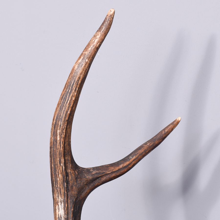 Antique Large Taxidermy Red Deer Stag Head With 6-Point Antlers, Mounted on a Large Mahogany Shield