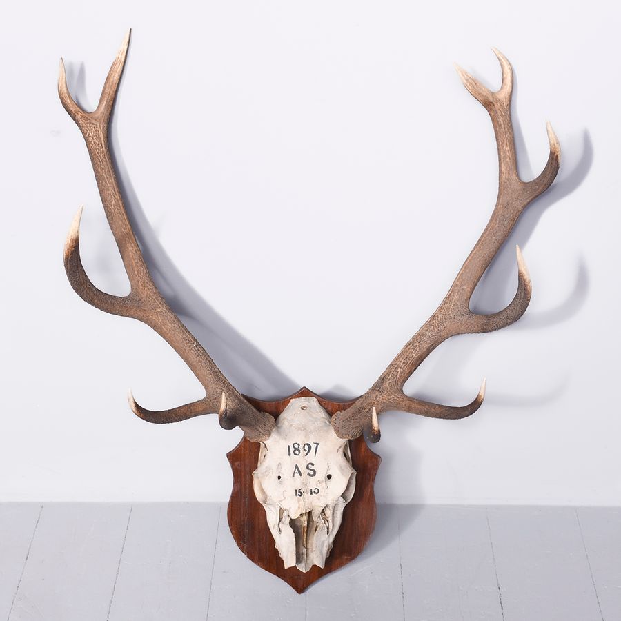 Mounted Scottish Red Deer Antlers With 11 Points on a Heraldic Walnut Shield