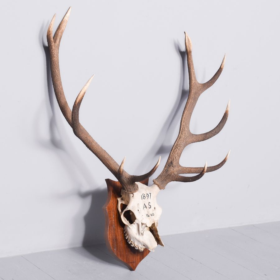 Antique Mounted Scottish Red Deer Antlers With 11 Points on a Heraldic Walnut Shield