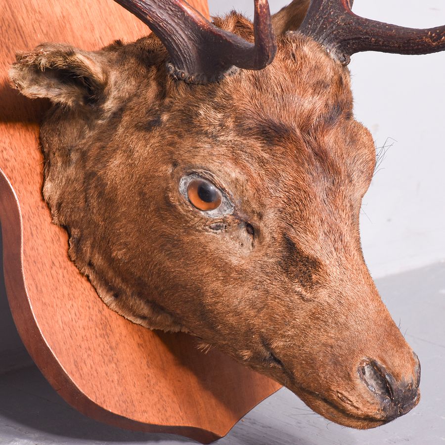 Antique Mounted Head of a Fallow Deer Stag on a Heraldic Mahogany Shield