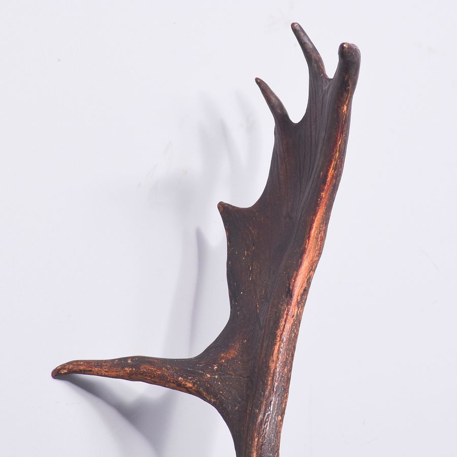 Antique Mounted Head of a Fallow Deer Stag on a Heraldic Mahogany Shield