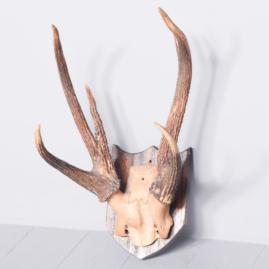 Antique Mounted Antlers on Heraldic Shield 