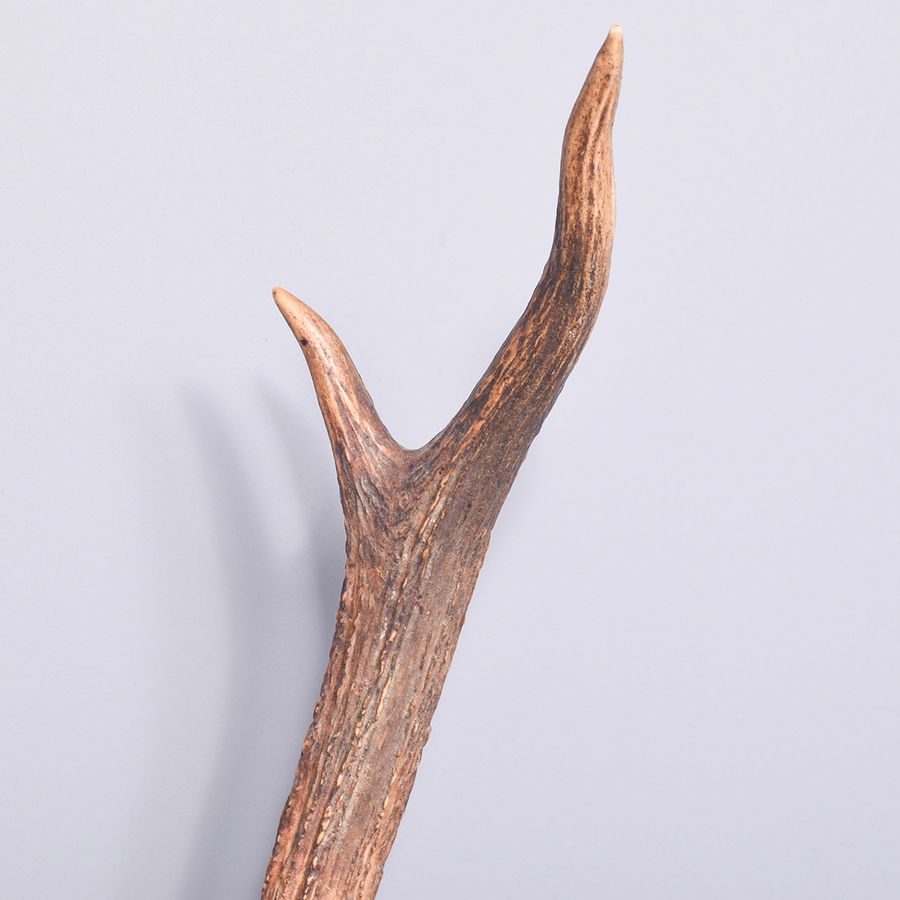 Antique Mounted Antlers on Heraldic Shield 