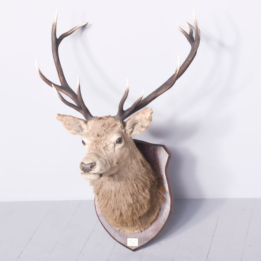 Antique Royal Mounted Deer Head on Shaped an Oak Shield