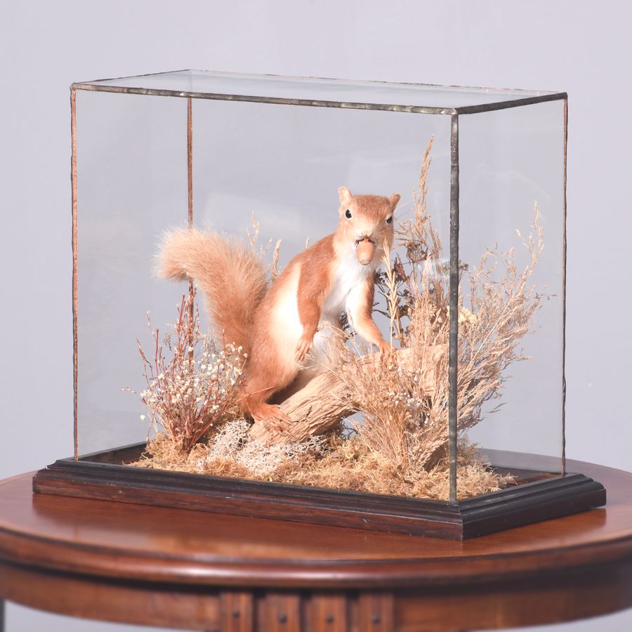 Antique Rare Taxidermy Red Squirrel in a Woodland Setting