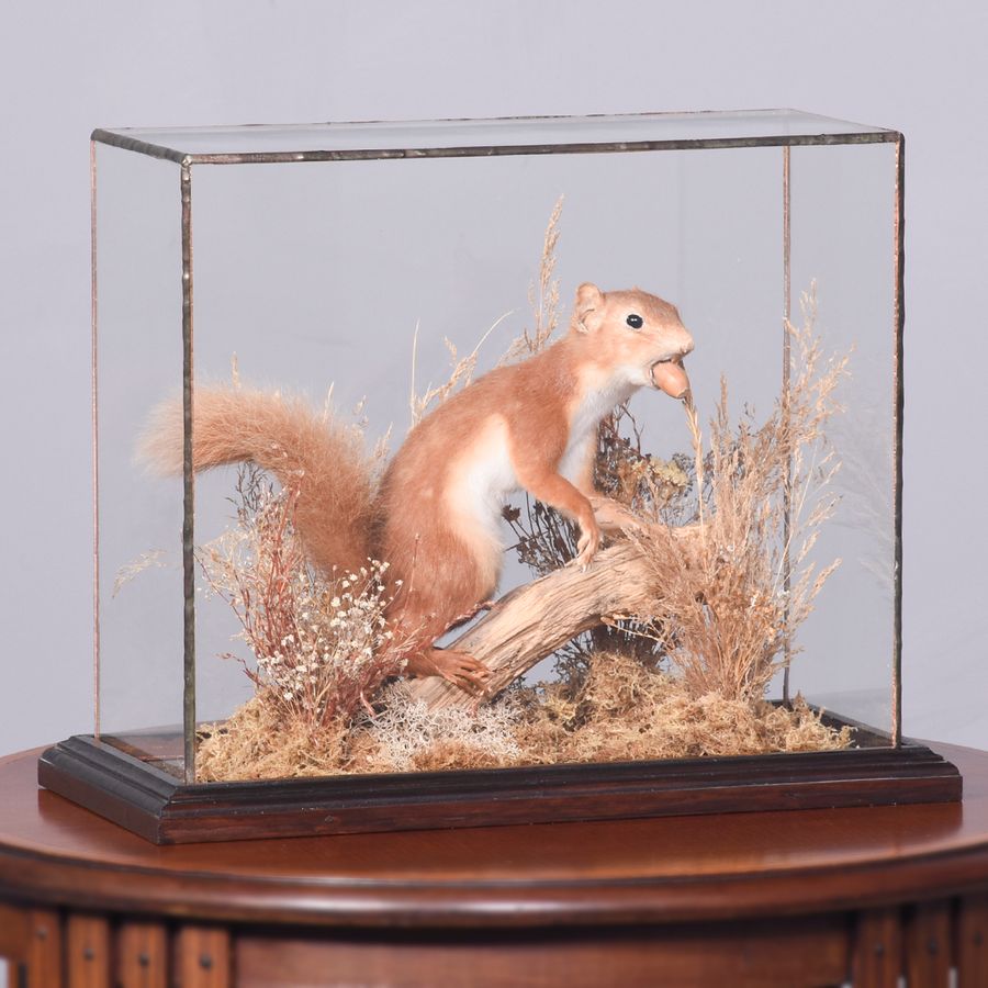 Antique Rare Taxidermy Red Squirrel in a Woodland Setting