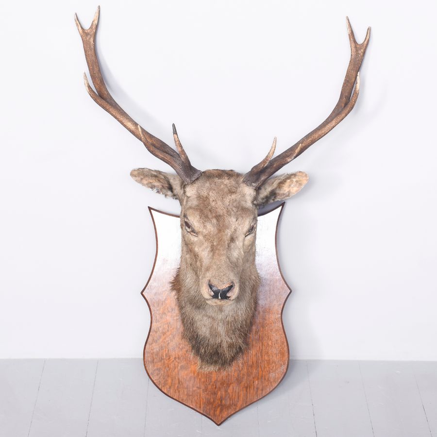 Antique Deer Head on Oak Shield