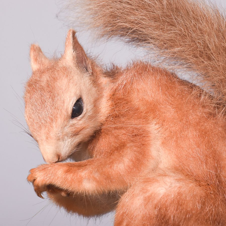 Antique Victorian Taxidermy Red Squirrel on a Faux Stone Base