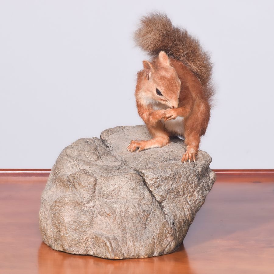 Antique Victorian Taxidermy Red Squirrel on a Faux Stone Base