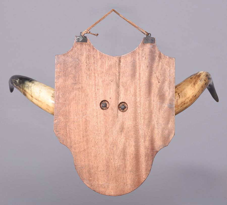 Antique Mounted Large Cow Horns With Central Hide Decoration on a Shaped Mahogany Shield