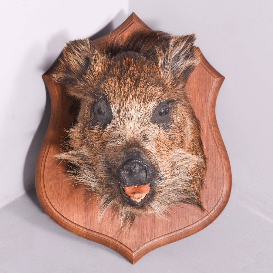 Taxidermy Mounted Boar’s Head on Oak Shield