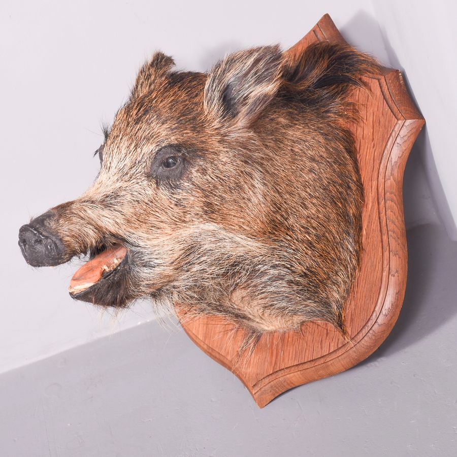 Antique Taxidermy Mounted Boar’s Head on Oak Shield