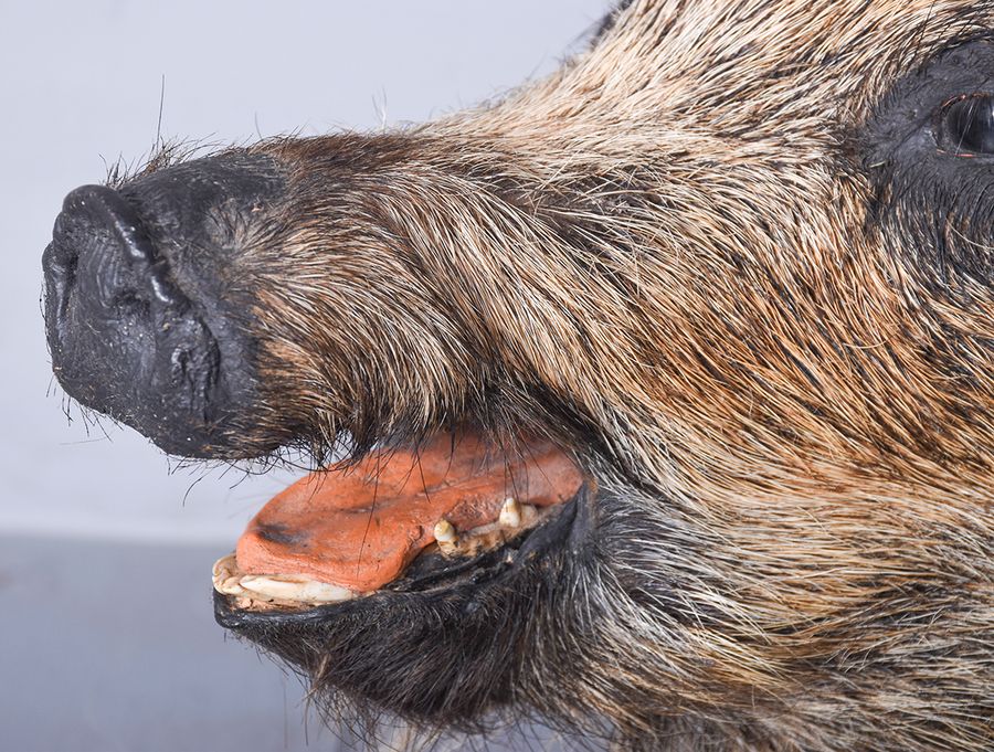 Antique Taxidermy Mounted Boar’s Head on Oak Shield