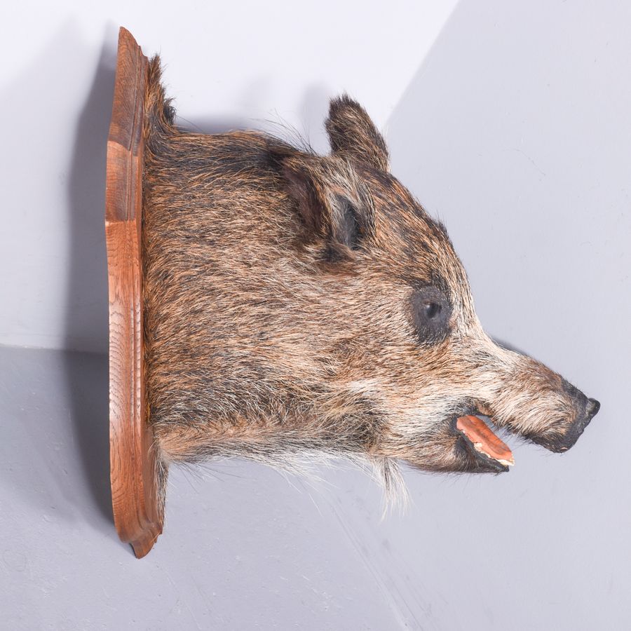 Antique Taxidermy Mounted Boar’s Head on Oak Shield