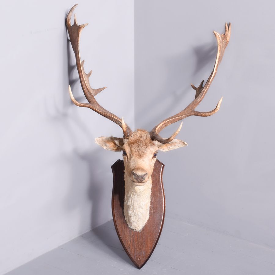 Taxidermy Head of a Fallow Deer with Large, Shaped Horns Mounted On An Oak Shield