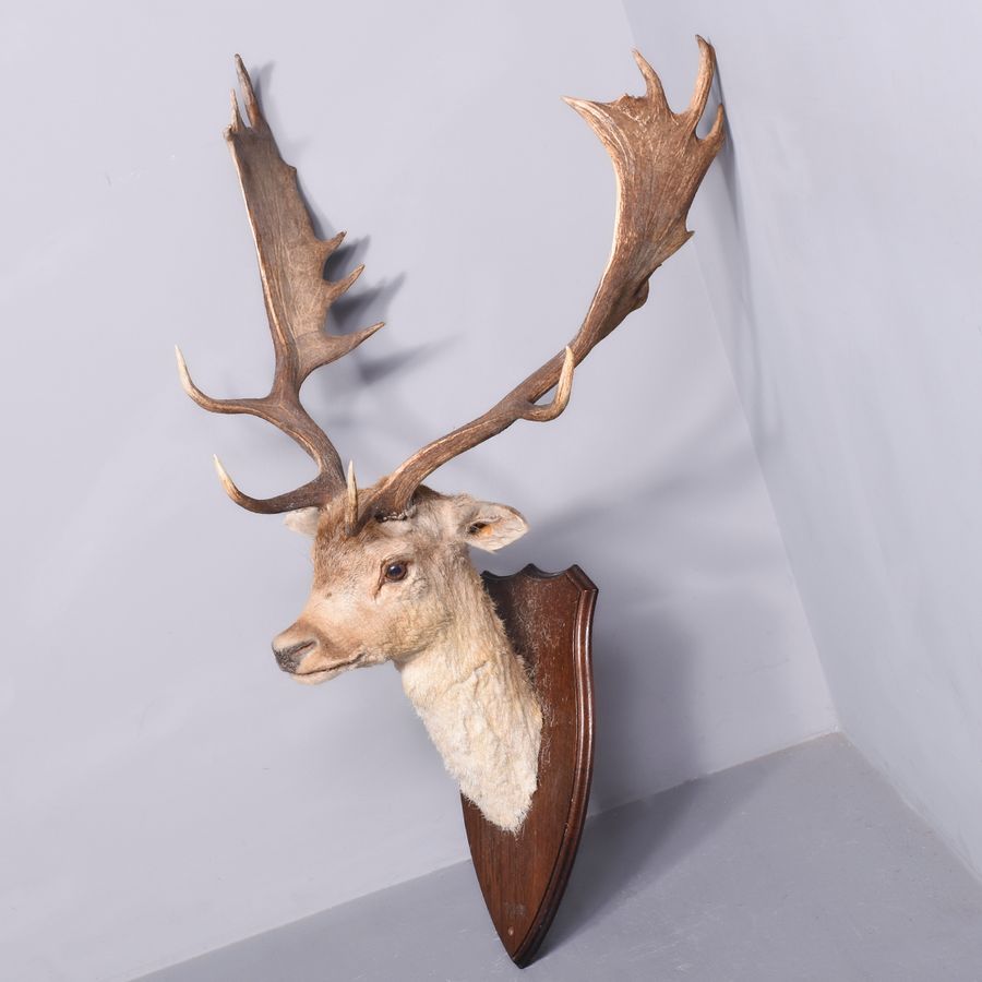 Antique Taxidermy Head of a Fallow Deer with Large, Shaped Horns Mounted On An Oak Shield