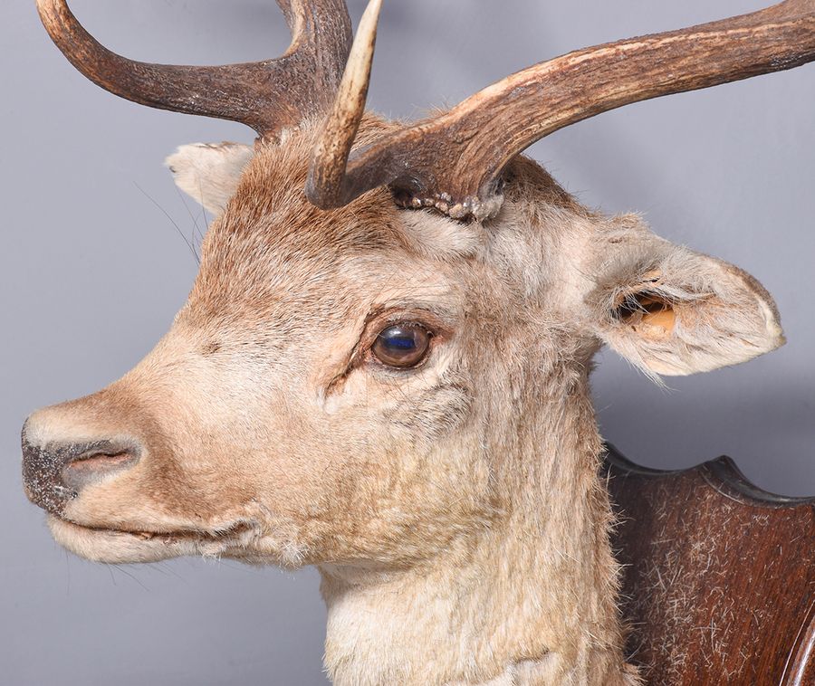 Antique Taxidermy Head of a Fallow Deer with Large, Shaped Horns Mounted On An Oak Shield