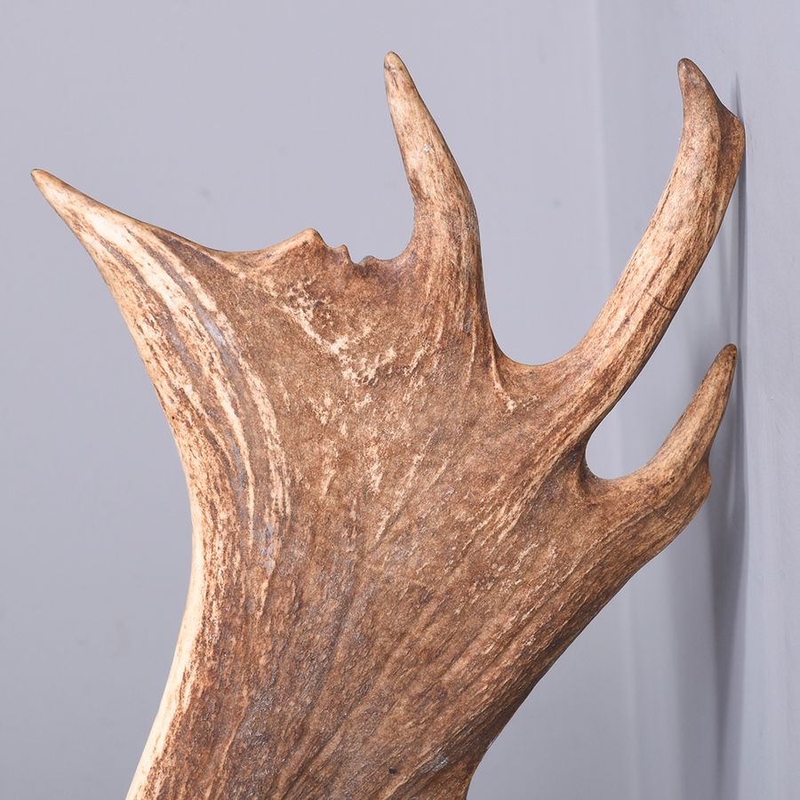 Antique Taxidermy Head of a Fallow Deer with Large, Shaped Horns Mounted On An Oak Shield