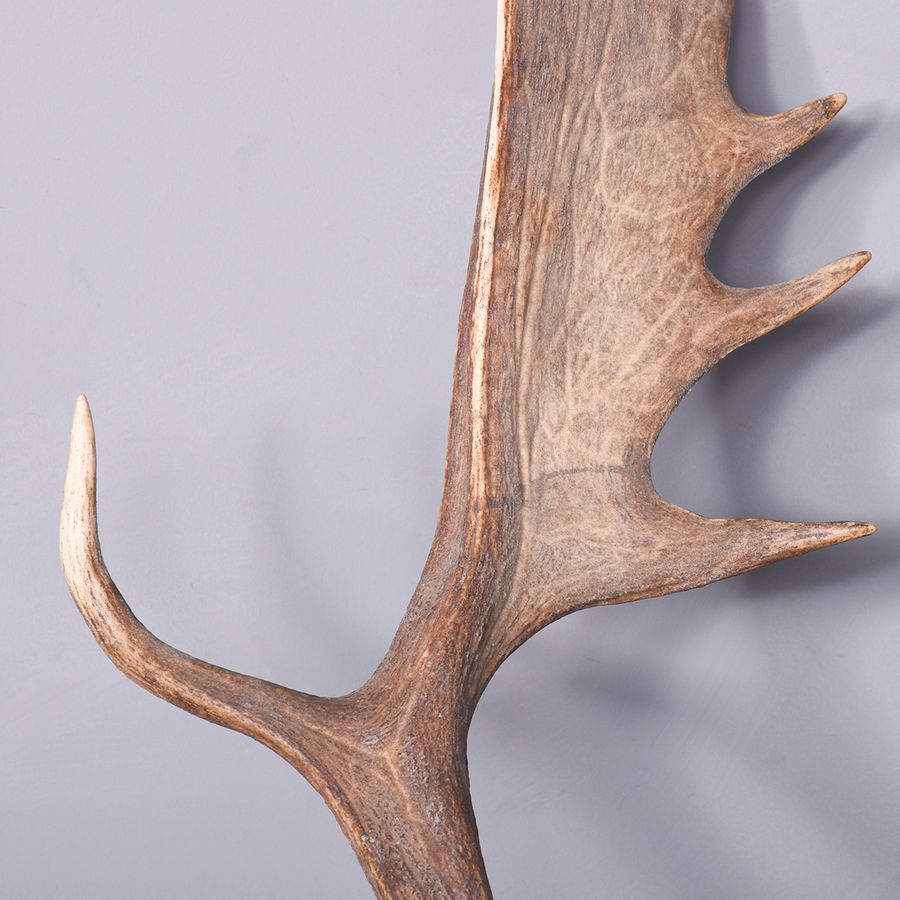 Antique Taxidermy Head of a Fallow Deer with Large, Shaped Horns Mounted On An Oak Shield