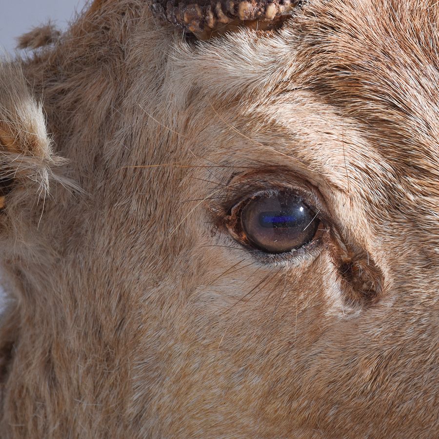 Antique Taxidermy Head of a Fallow Deer with Large, Shaped Horns Mounted On An Oak Shield