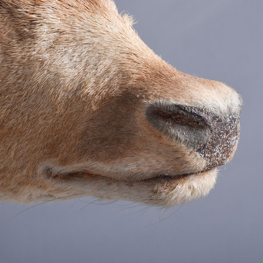 Antique Taxidermy Head of a Fallow Deer with Large, Shaped Horns Mounted On An Oak Shield