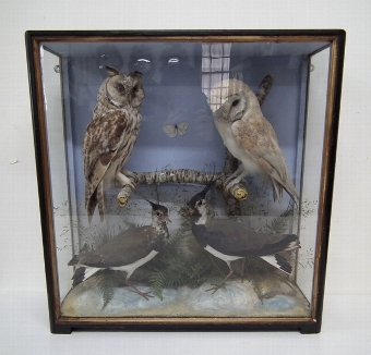 Framed Diorama of 4 Stuffed Birds