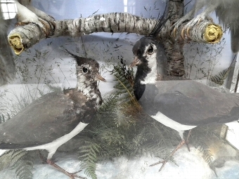 Antique Framed Diorama of 4 Stuffed Birds